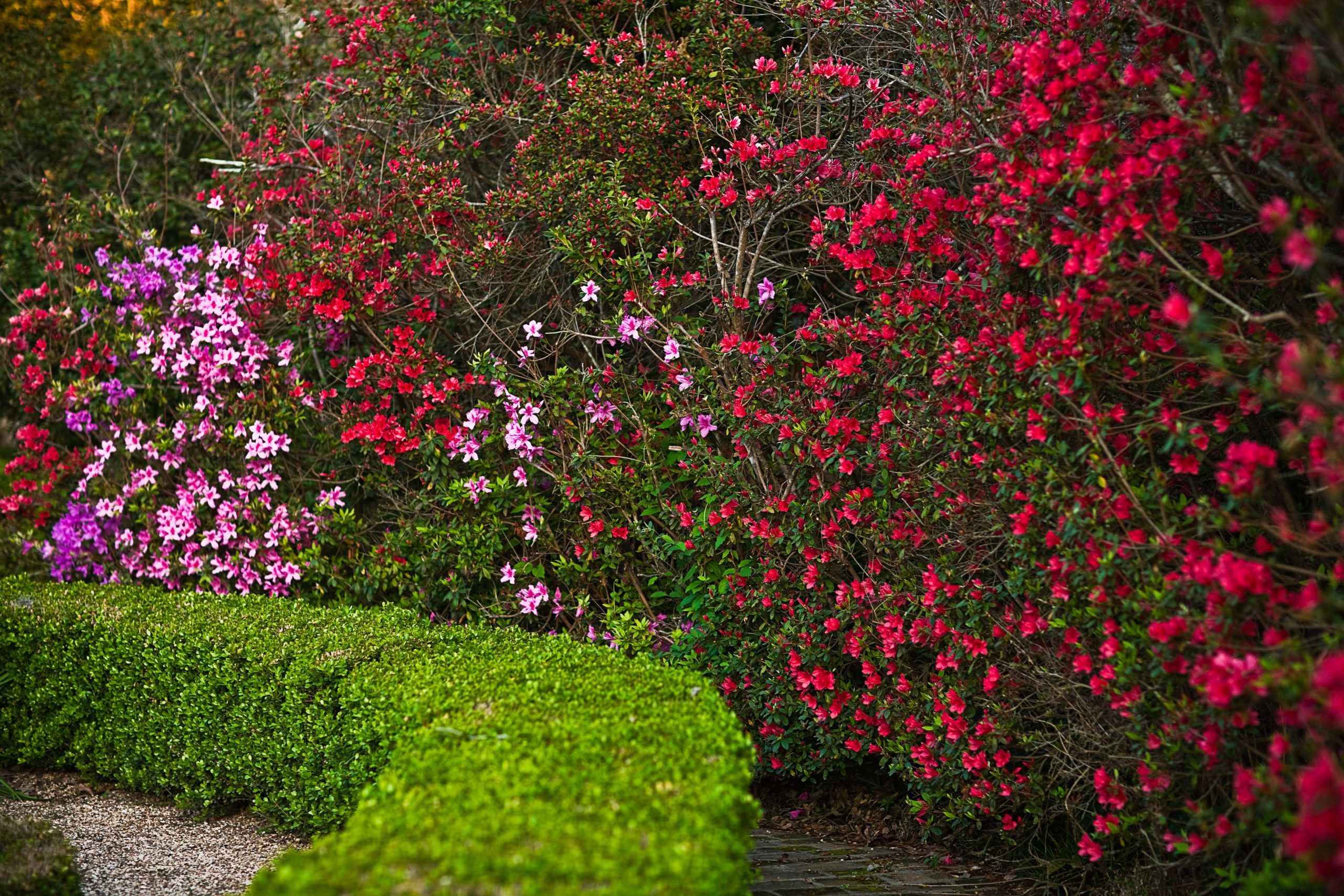 Twelve Innovative Strategies to Enliven Your Garden with Radiant Azalea Blooms