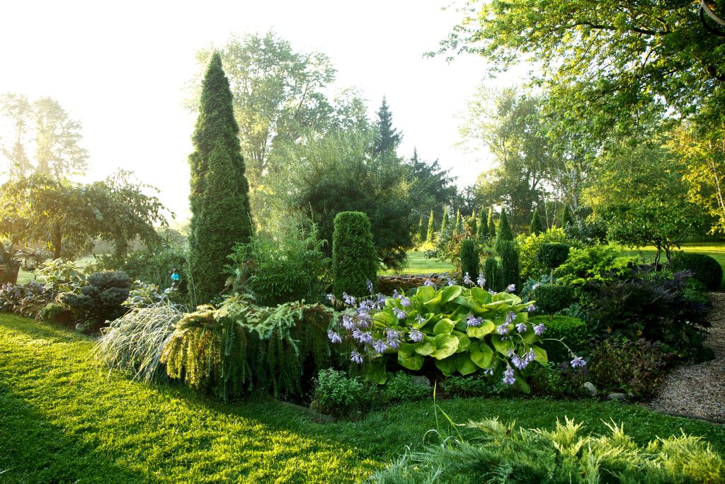 Shrubs and plants in a sunny garden