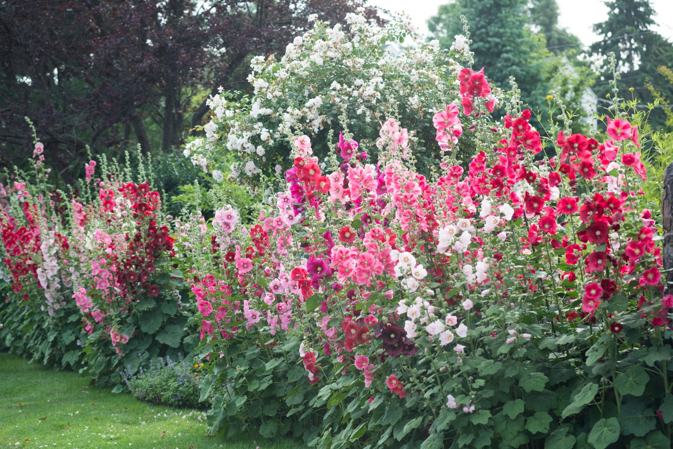 19 Ideal Vertical Greenery Options for Compact Gardens and Constricted Areas