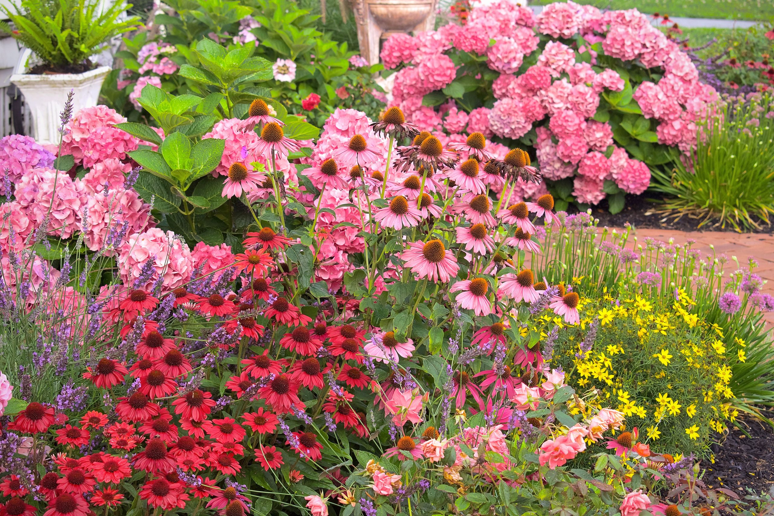 Suggestions for Companion Plants: 13 Selections Endorsed by Garden Design Experts for Hydrangeas