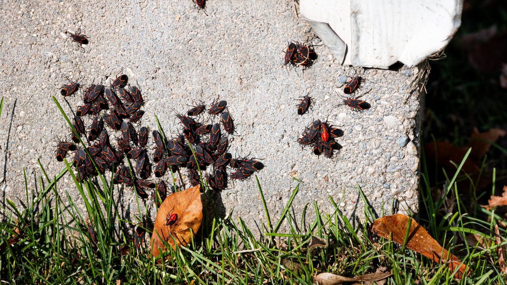 Group of boxelder bugs on the foundation of a house, horizontal