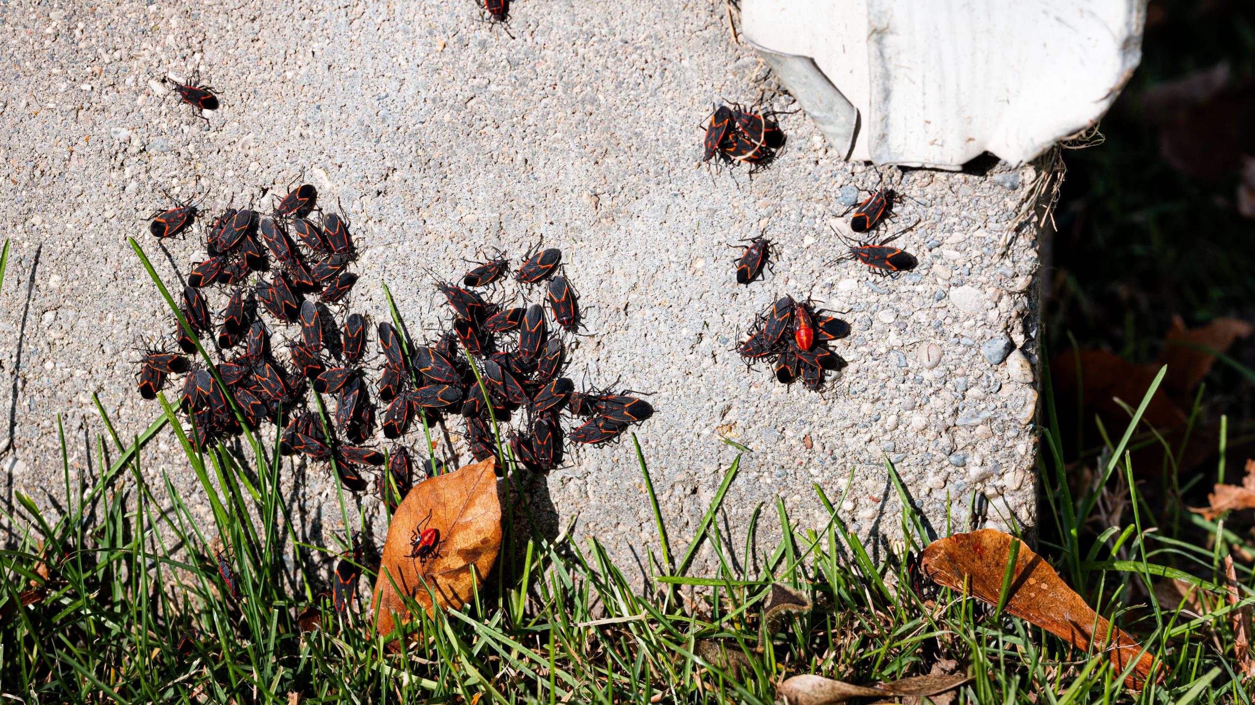 Five Secret Entry Points Pests Use to Invade Your Home in Fall and Effective Ways to Permanently Seal Them Off
